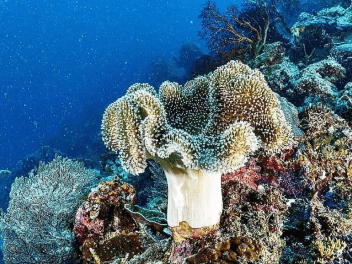 Diving and Snorkeling di Pulau Karampuang